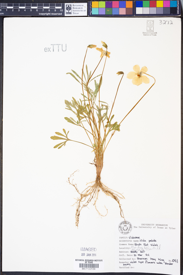 Viola pedata image