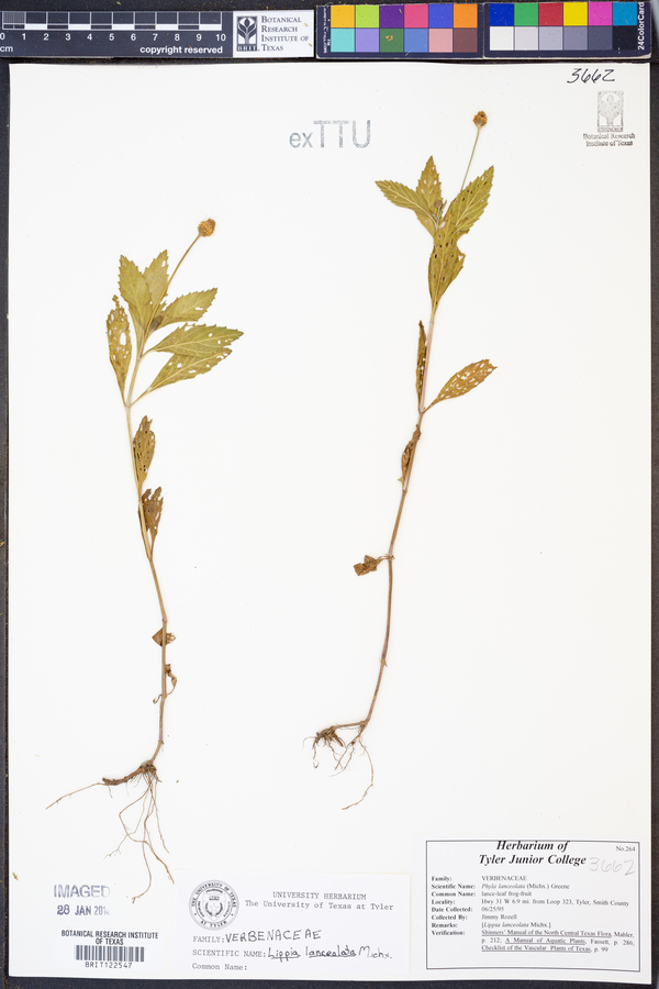 Phyla lanceolata image