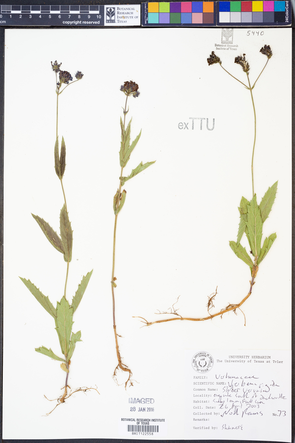 Verbena rigida image