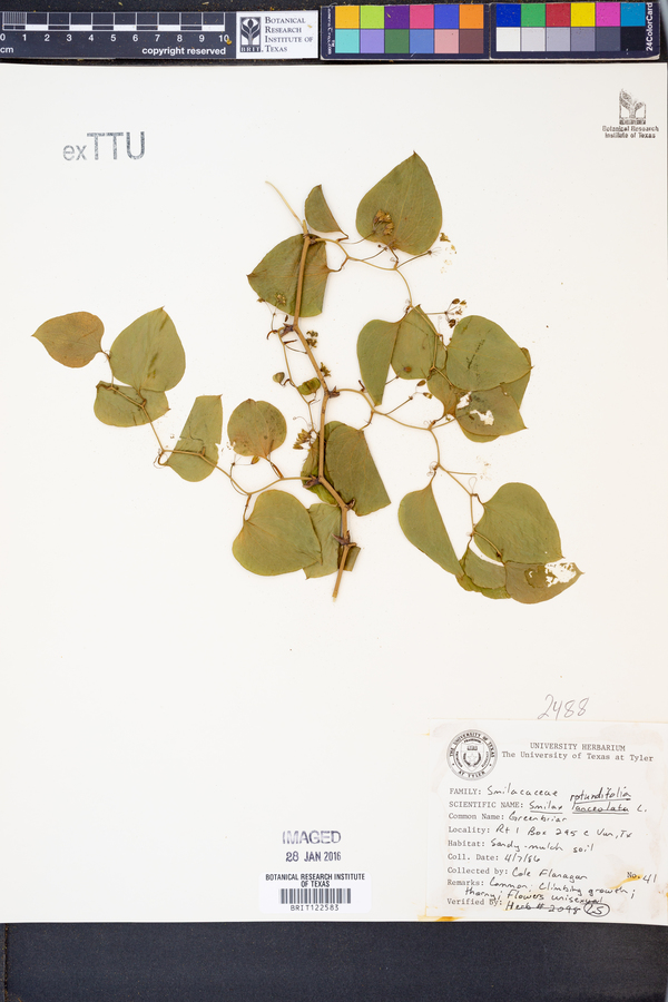 Smilax rotundifolia image