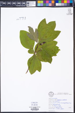 Sassafras albidum image