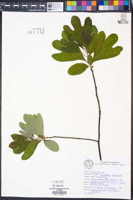 Sassafras albidum image