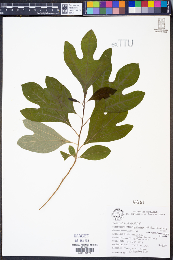 Sassafras albidum image