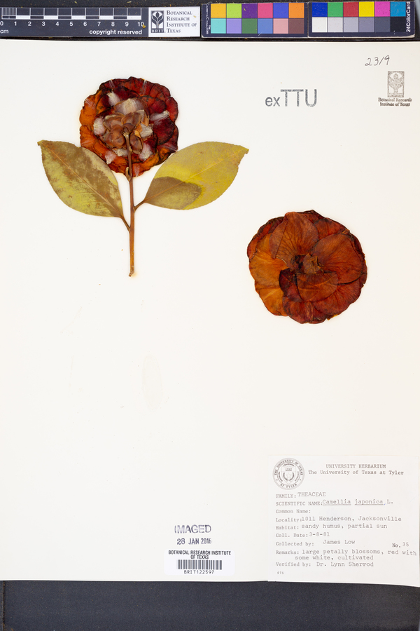 Camellia japonica image