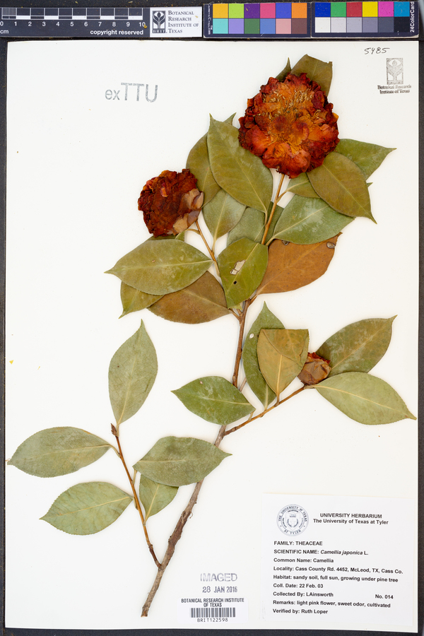 Camellia image