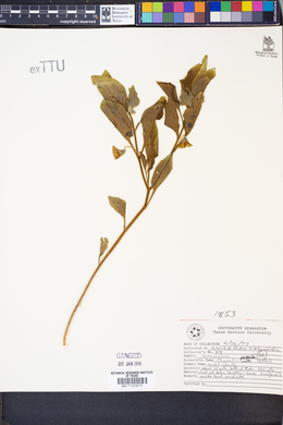 Physalis pumila image