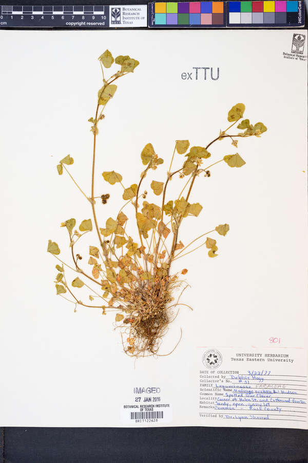 Medicago arabica image