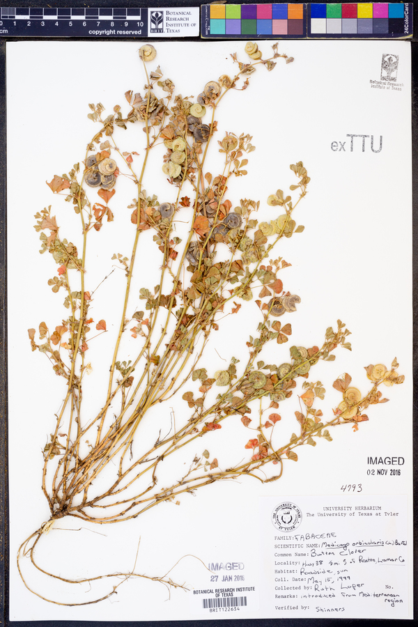 Medicago orbicularis image