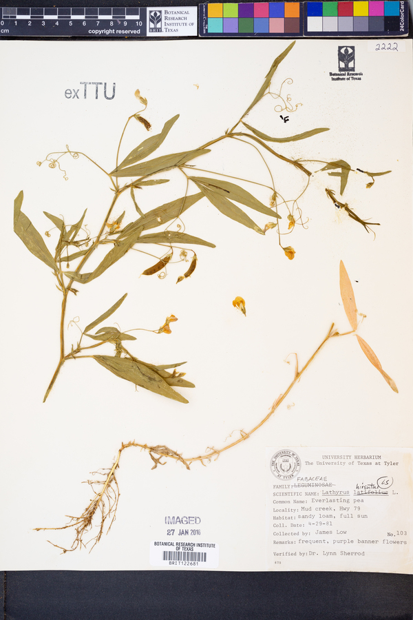 Lathyrus hirsutus image