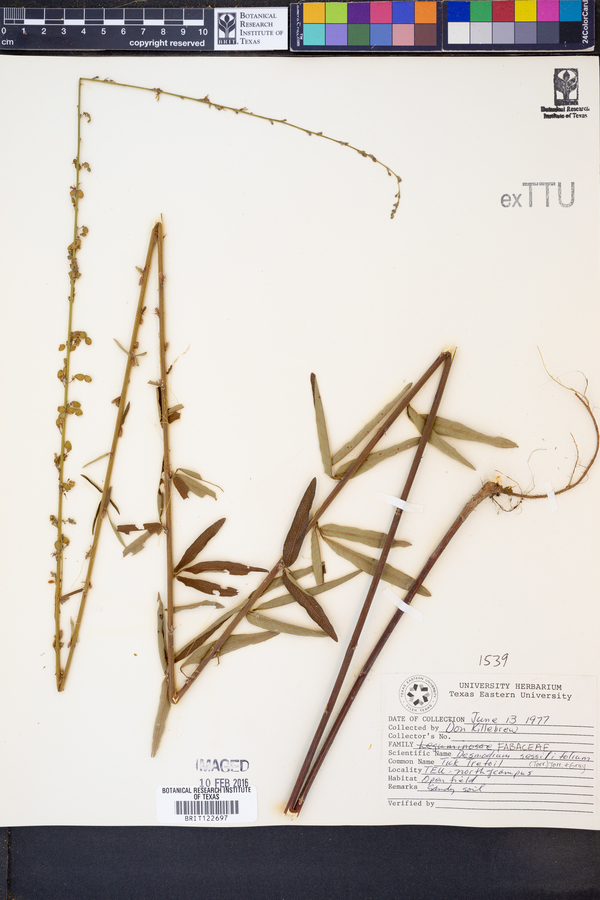 Desmodium sessilifolium image