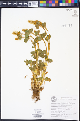 Trifolium incarnatum image