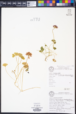 Trifolium polymorphum image