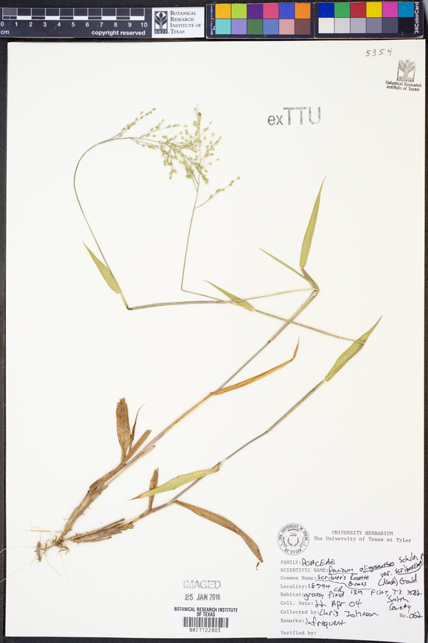 Dichanthelium oligosanthes var. oligosanthes image