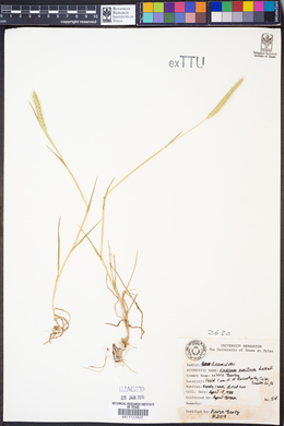 Hordeum pusillum image