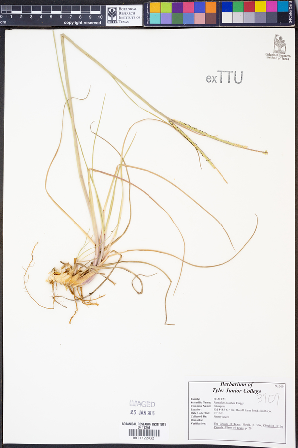 Paspalum notatum image