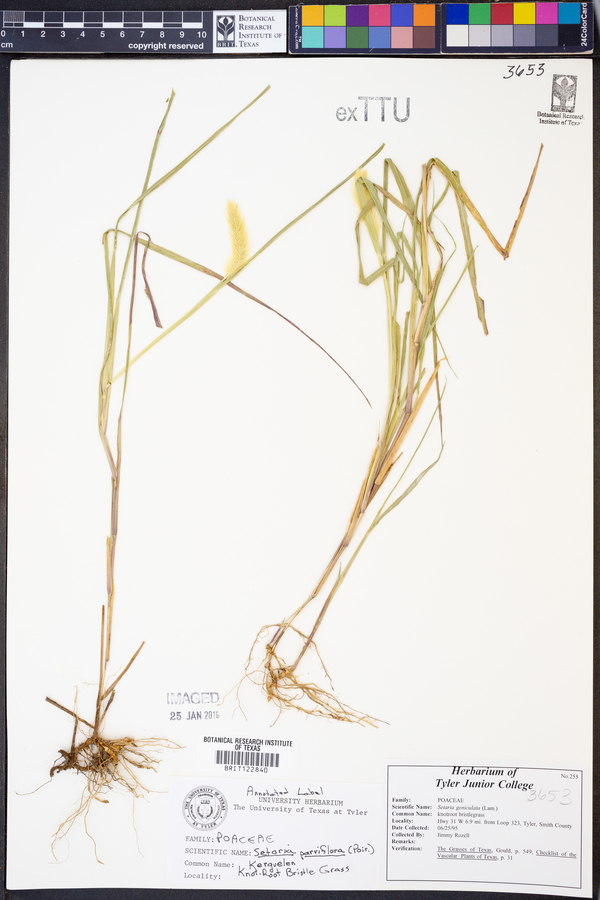 Setaria pumila image