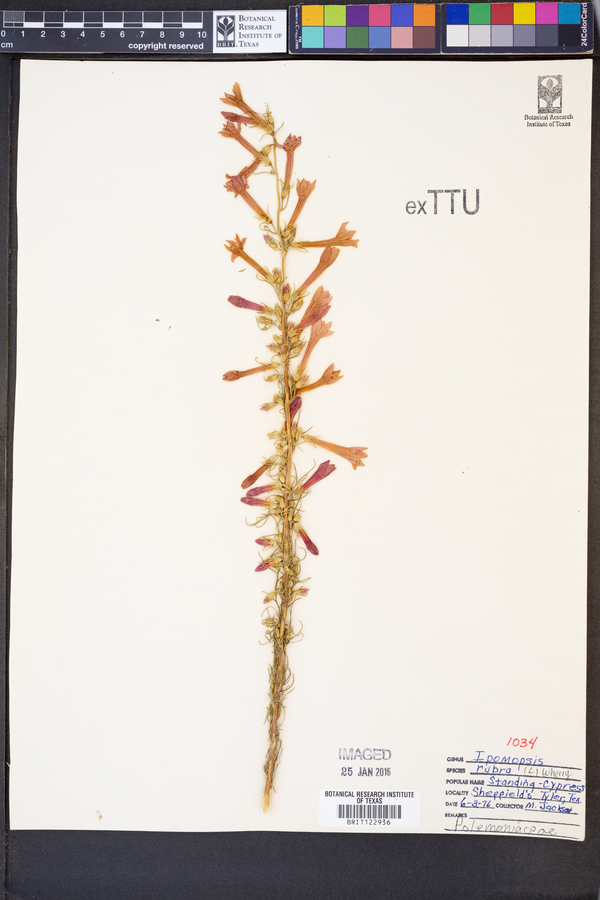 Ipomopsis rubra image