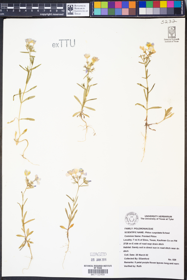 Phlox cuspidata image