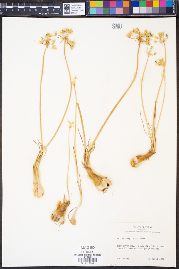 Allium coryi image