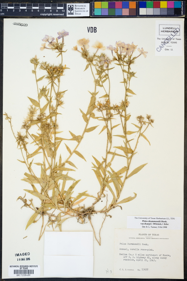 Phlox drummondii var. tharpii image