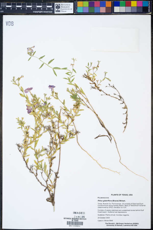 Phlox glabriflora image