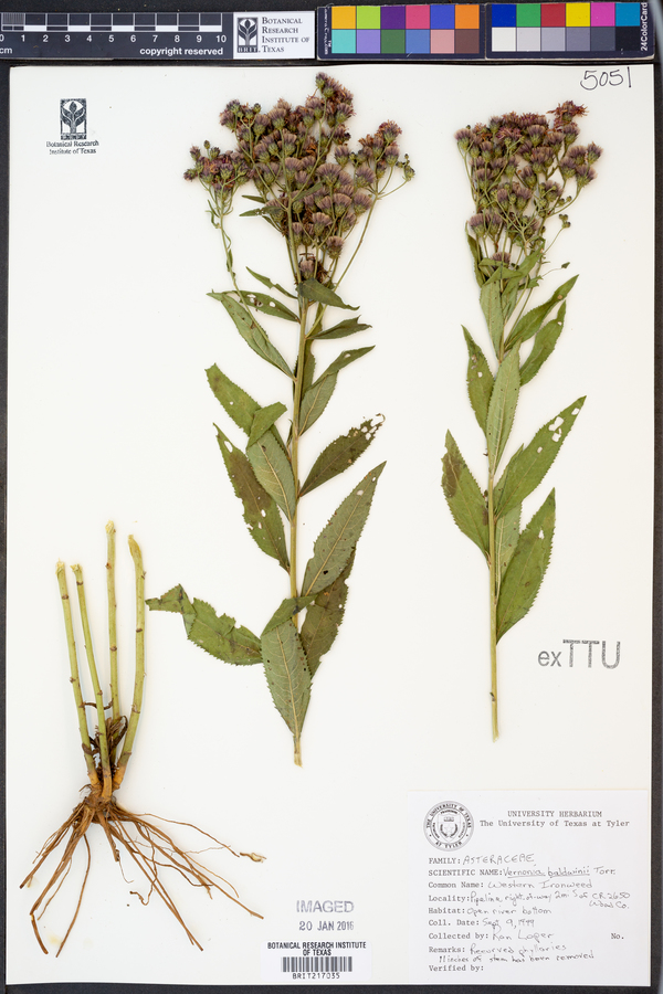 Vernonia baldwinii image