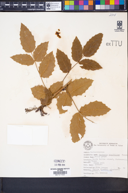 Berberis aquifolium image