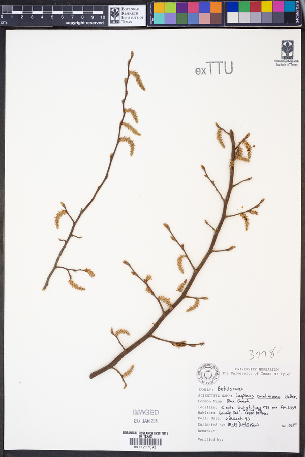 Carpinus caroliniana image