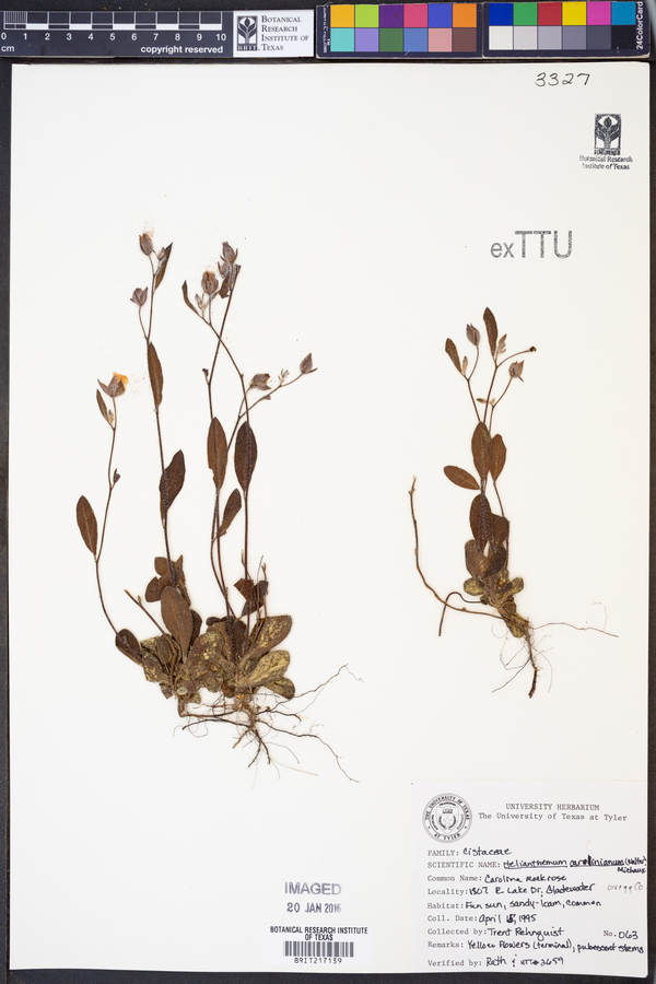 Helianthemum carolinianum image