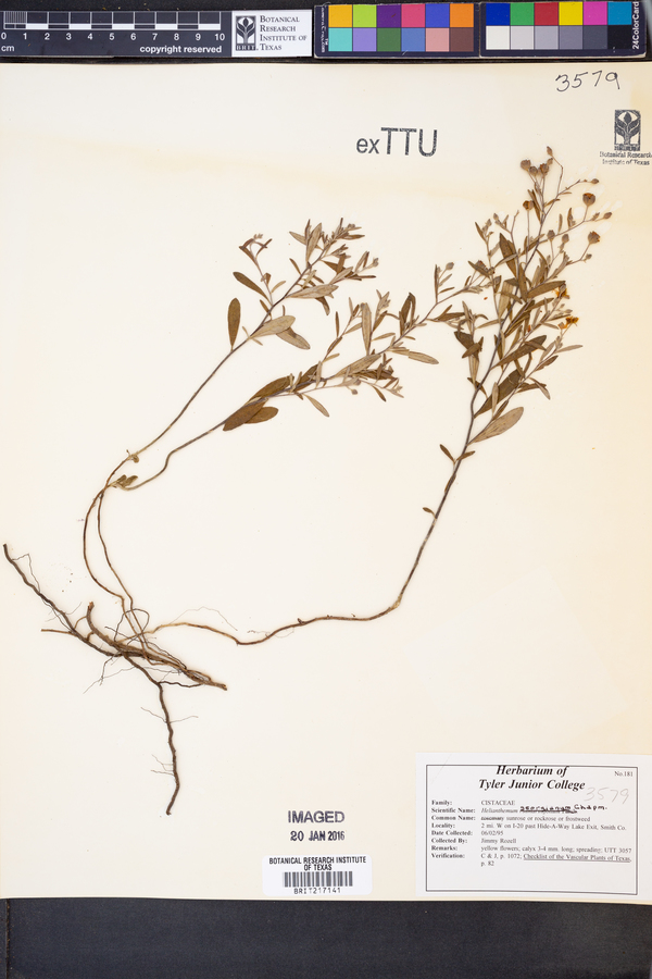 Helianthemum georgianum image