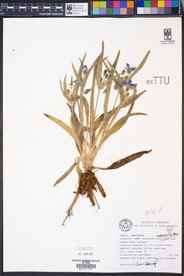 Tradescantia subacaulis image