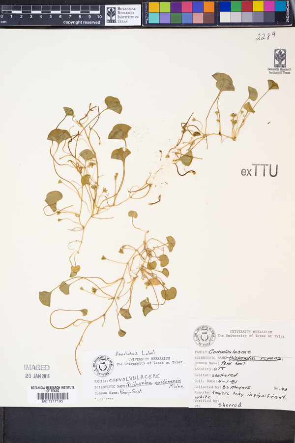 Dichondra carolinensis image