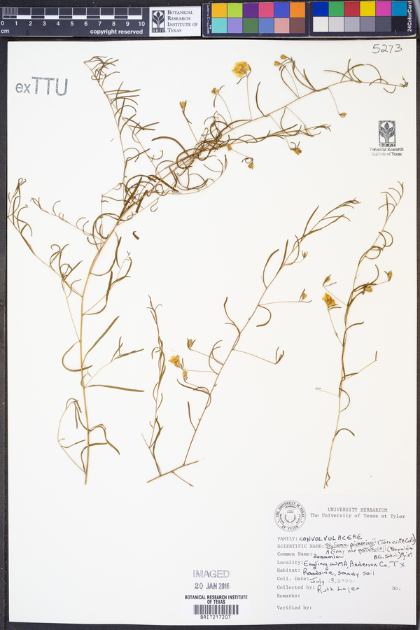 Stylisma pickeringii image