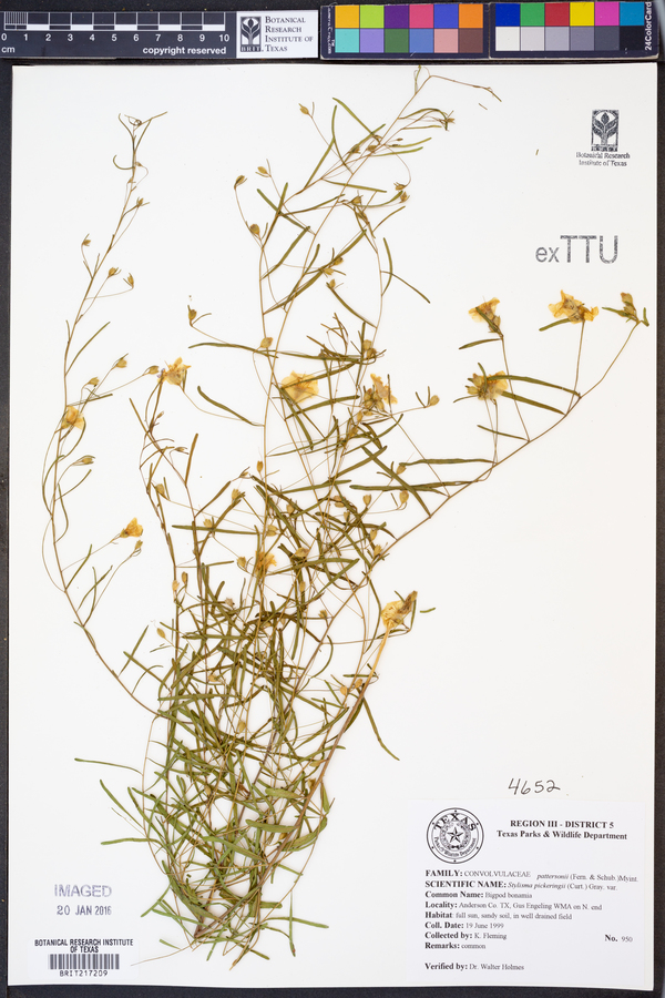 Stylisma pickeringii image