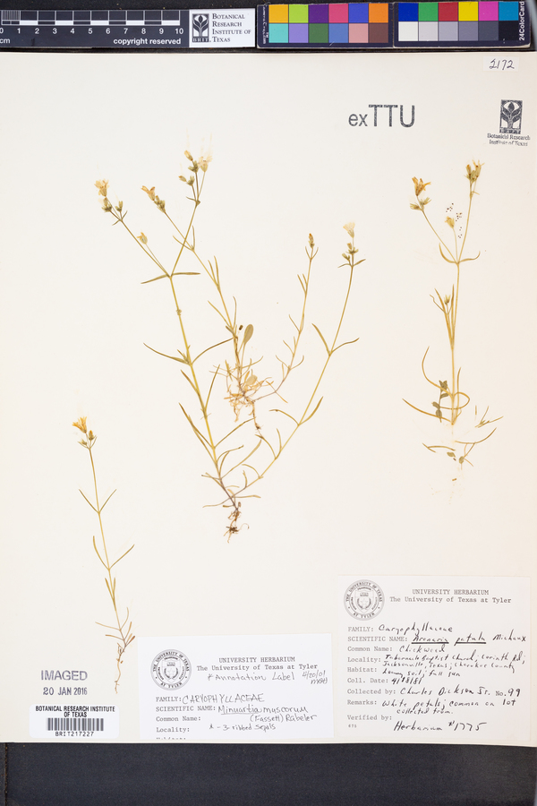 Minuartia muscorum image