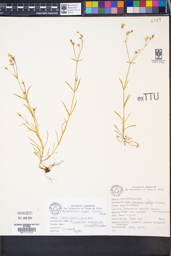 Minuartia muscorum image