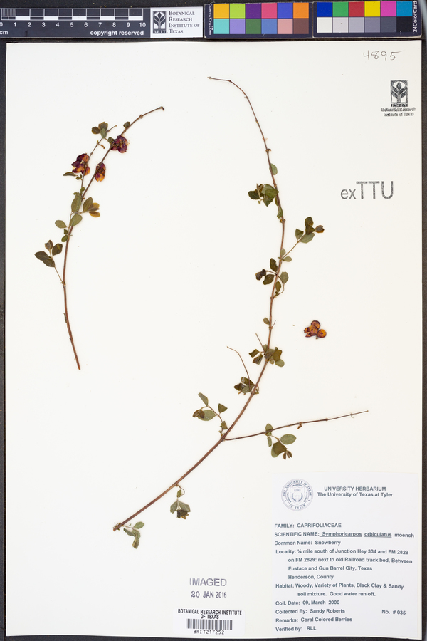 Symphoricarpos orbiculatus image