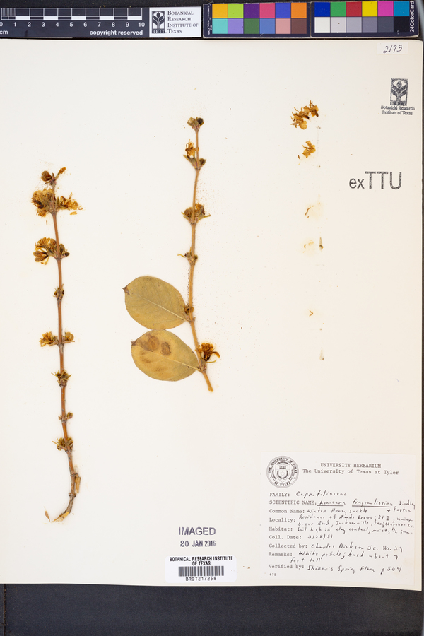 Lonicera fragrantissima image