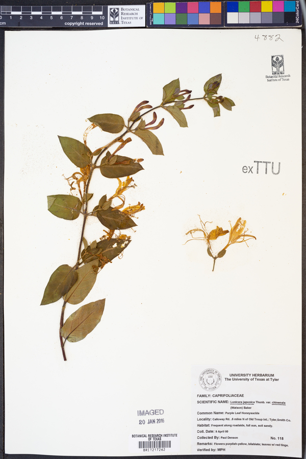 Lonicera japonica image
