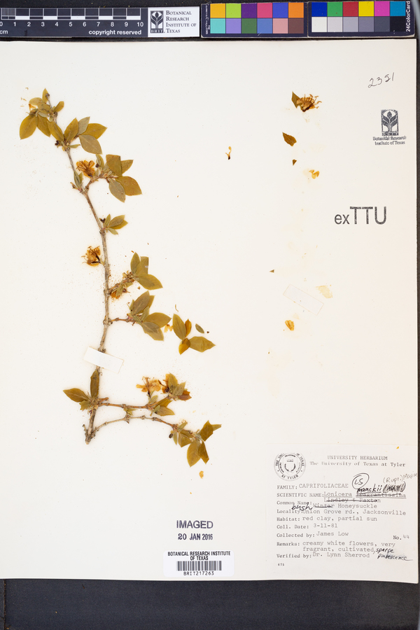 Lonicera maackii image