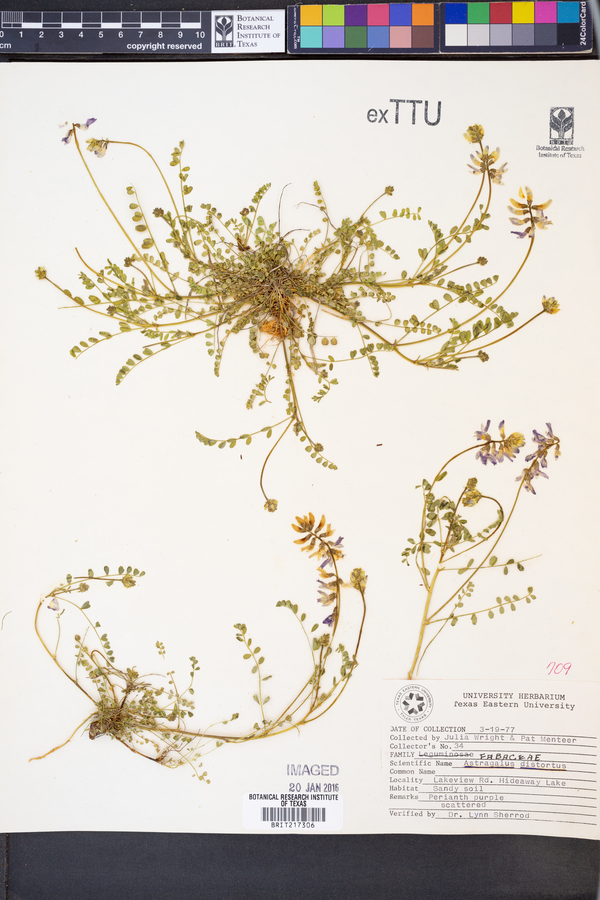 Astragalus distortus image