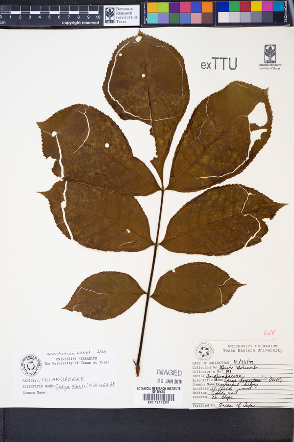 Carya alba image