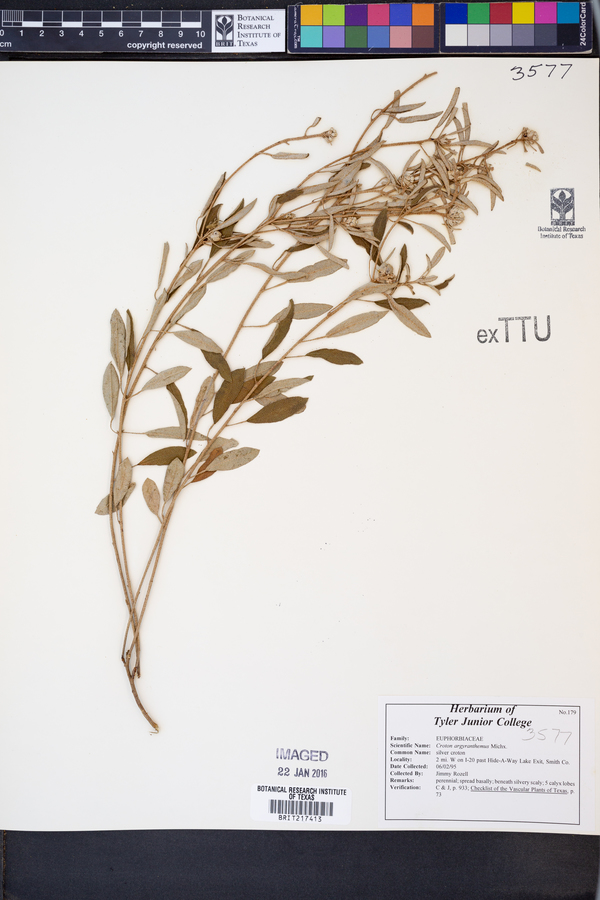 Croton argyranthemus image