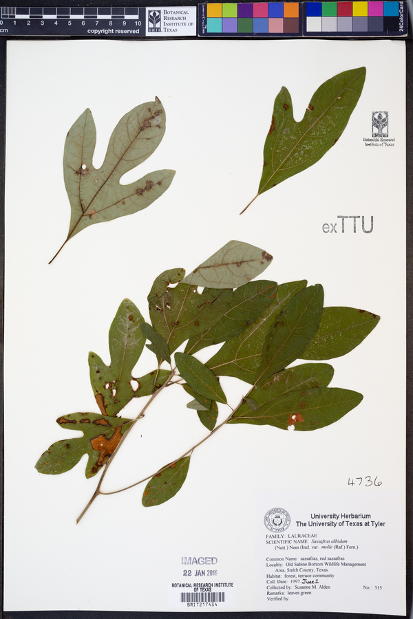 Sassafras albidum image