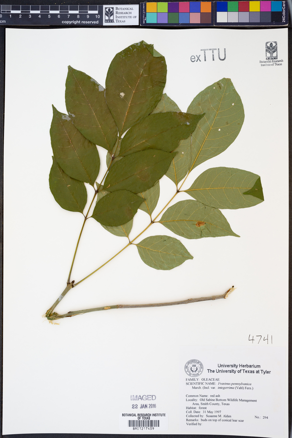 Fraxinus pennsylvanica image