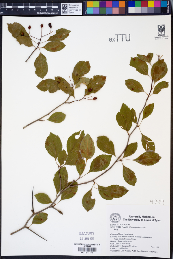 Crataegus brazoria image