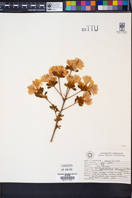 Rhododendron obtusum image