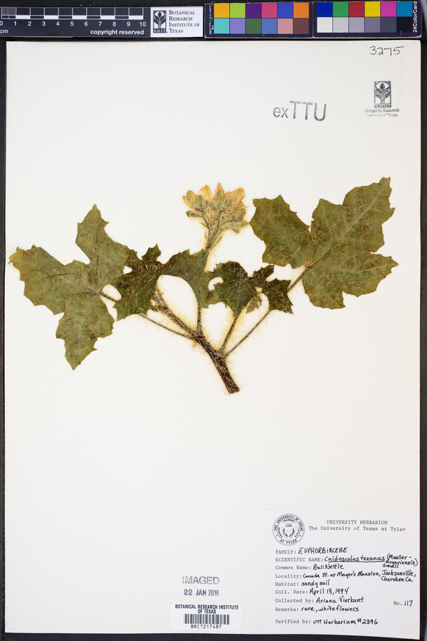 Cnidoscolus texanus image