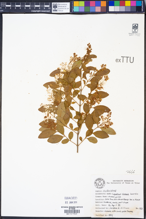 Ligustrum sinense image