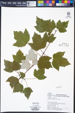 Acer rubrum image